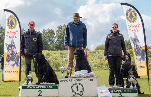 Bouvier DARING DAX WISGUND v CAYA'S HOME